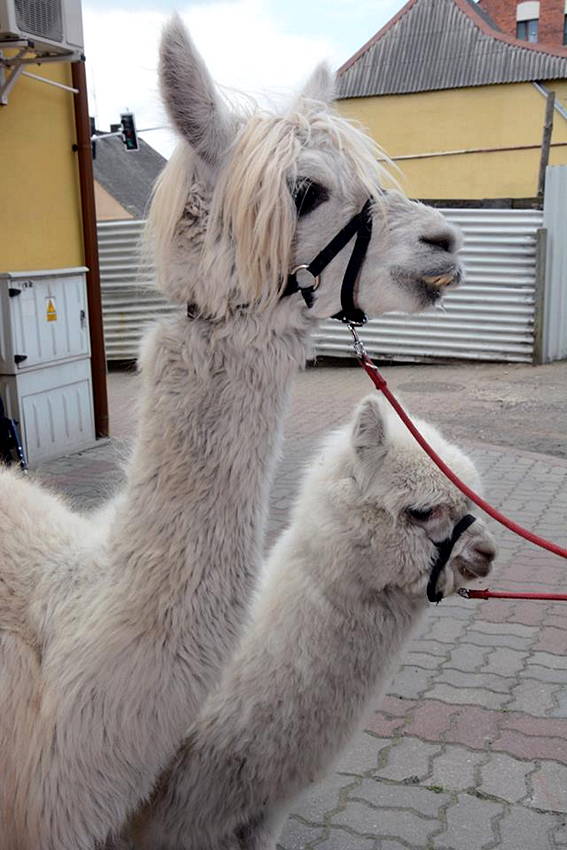 Pierwsze urodziny Butiku NINO