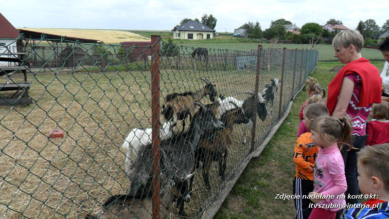 Pszczółki w Zagrodzie Pałuckiej w Gąsawie