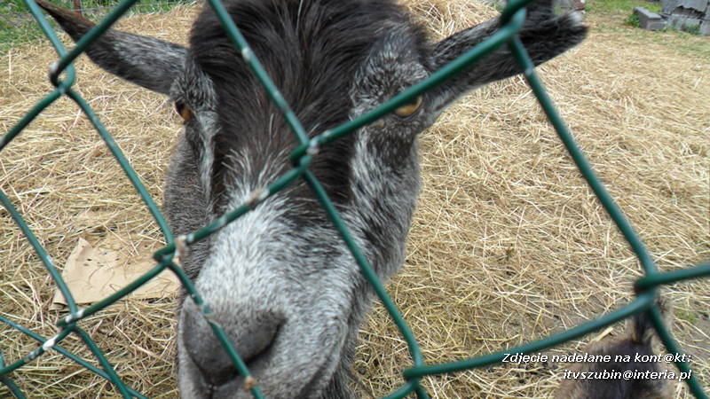 Pszczółki w Zagrodzie Pałuckiej w Gąsawie
