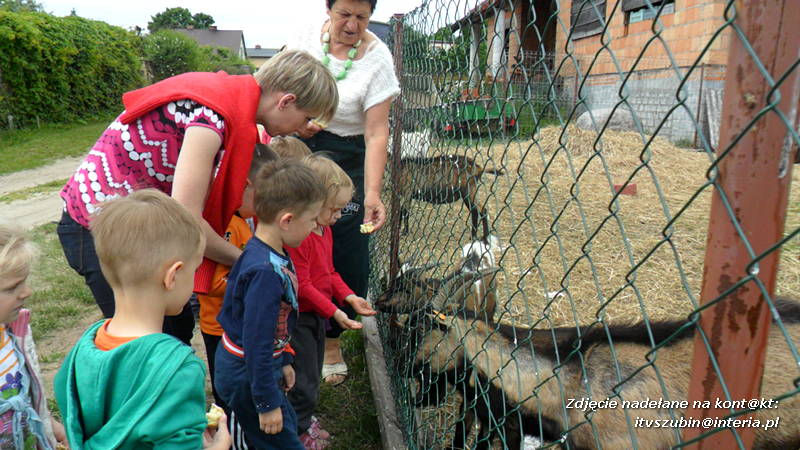 Pszczółki w Zagrodzie Pałuckiej w Gąsawie