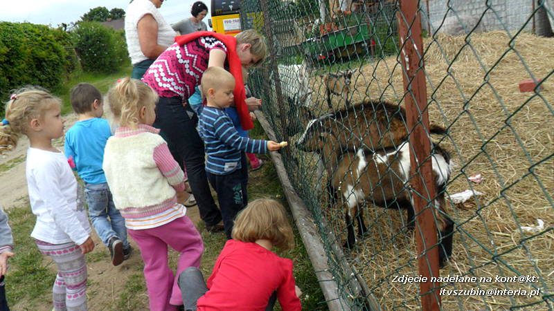 Pszczółki w Zagrodzie Pałuckiej w Gąsawie