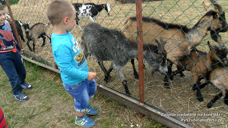 Pszczółki w Zagrodzie Pałuckiej w Gąsawie