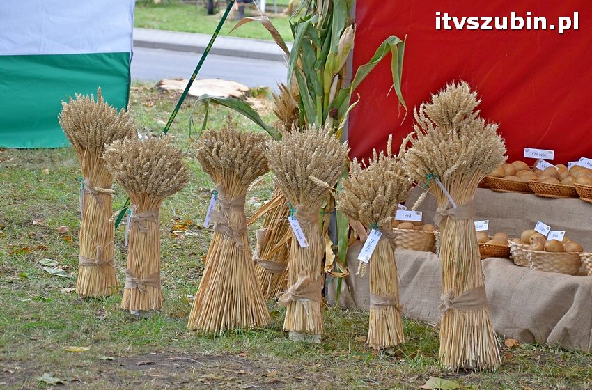 Dożynki powiatowo-gminne w Królikowie