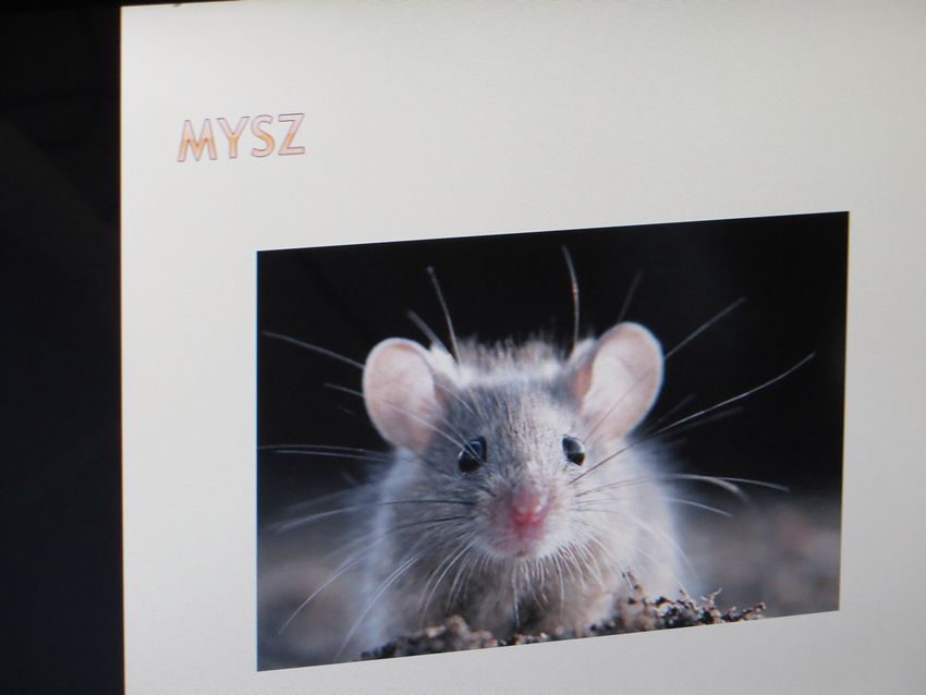 Światowy Dzień Zwierząt w szubińskim Słoneczku