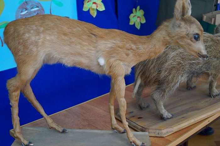 ?Dzień Kasztana? ? Zespół Szkół Kowalewo