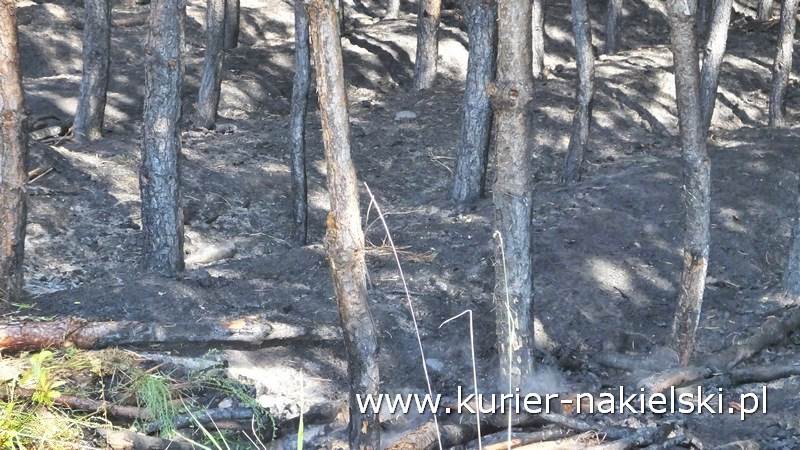 Pożar poszycia leśnego w Rozwarzynie