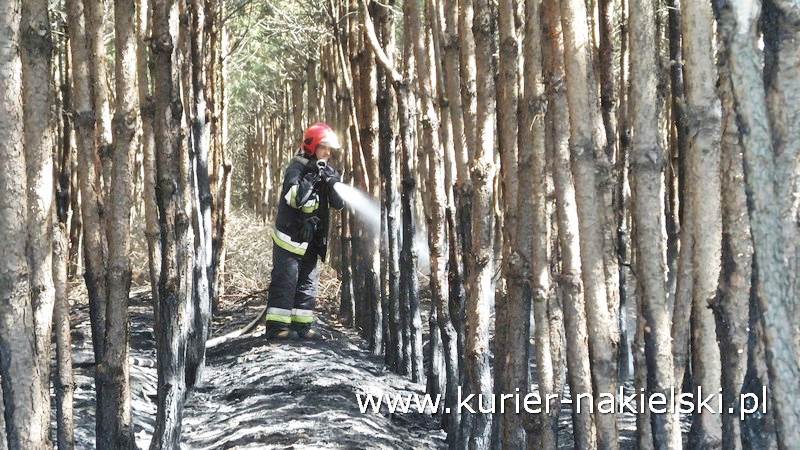 Pożar poszycia leśnego w Rozwarzynie
