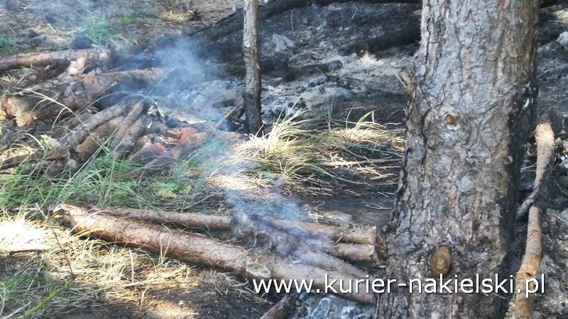 Pożar poszycia leśnego w Rozwarzynie