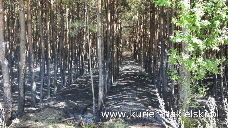 Pożar poszycia leśnego w Rozwarzynie