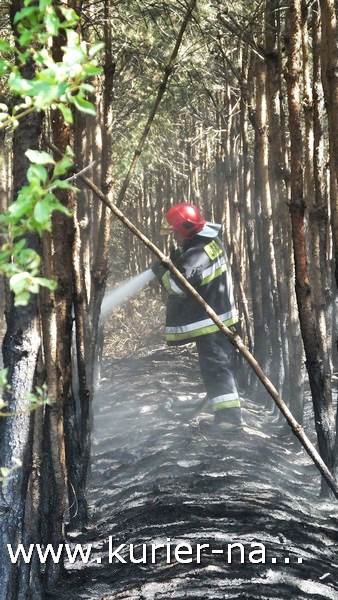 Pożar poszycia leśnego w Rozwarzynie