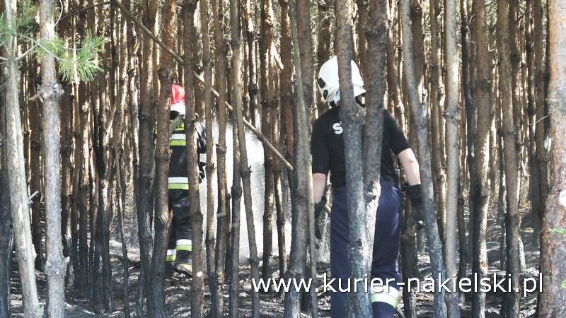 Pożar poszycia leśnego w Rozwarzynie