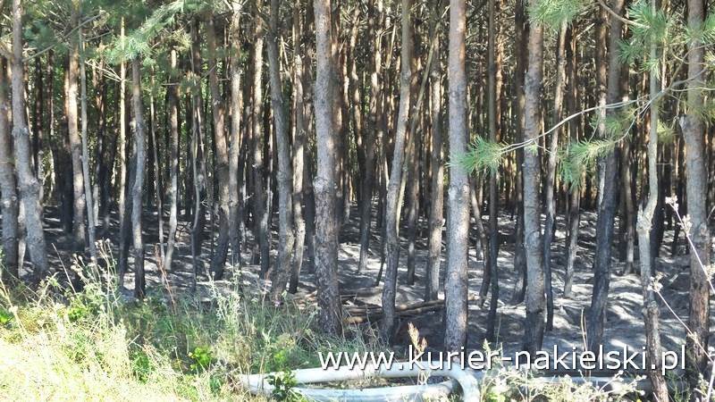 Pożar poszycia leśnego w Rozwarzynie