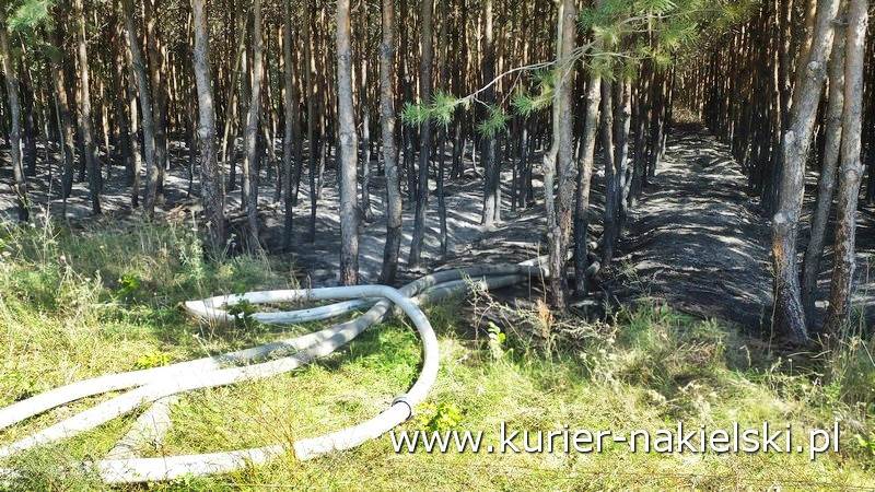 Pożar poszycia leśnego w Rozwarzynie