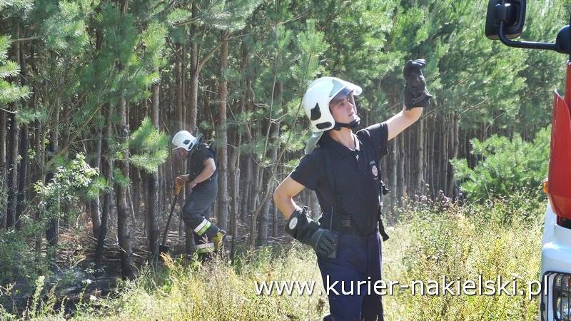 Pożar poszycia leśnego w Rozwarzynie