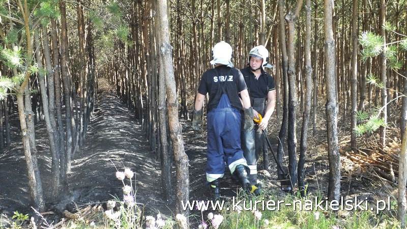 Pożar poszycia leśnego w Rozwarzynie