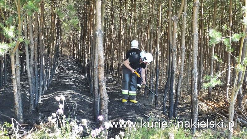 Pożar poszycia leśnego w Rozwarzynie