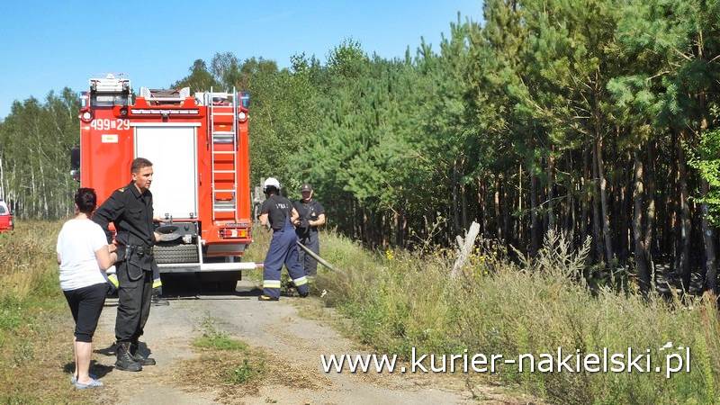 Pożar poszycia leśnego w Rozwarzynie