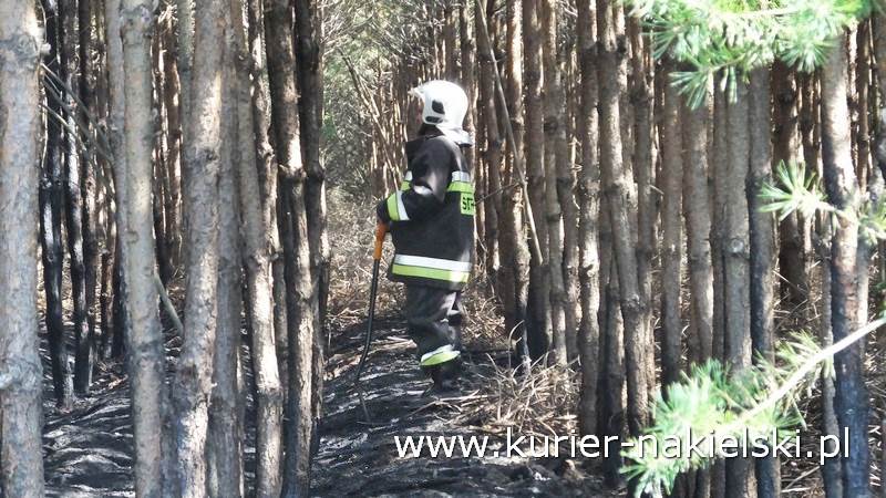 Pożar poszycia leśnego w Rozwarzynie