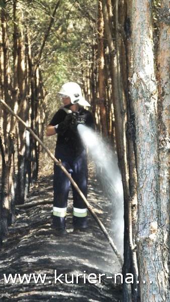 Pożar poszycia leśnego w Rozwarzynie