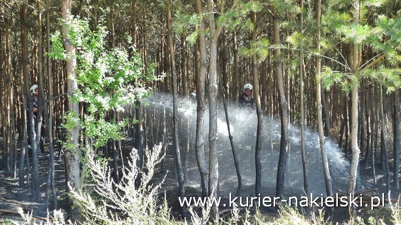 Pożar poszycia leśnego w Rozwarzynie
