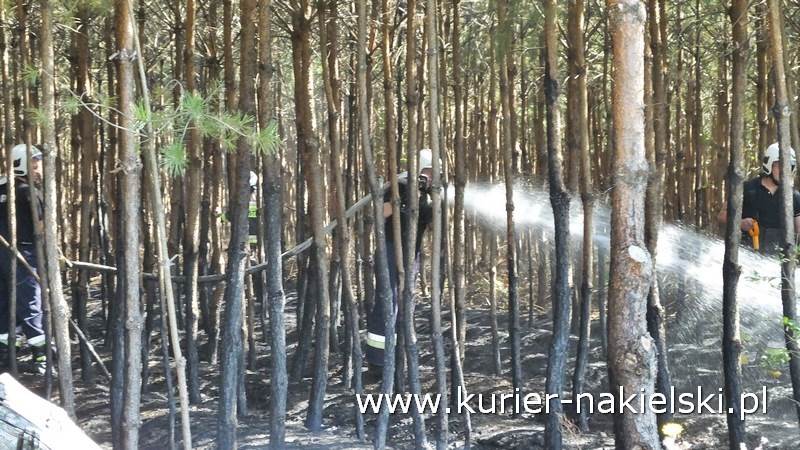 Pożar poszycia leśnego w Rozwarzynie