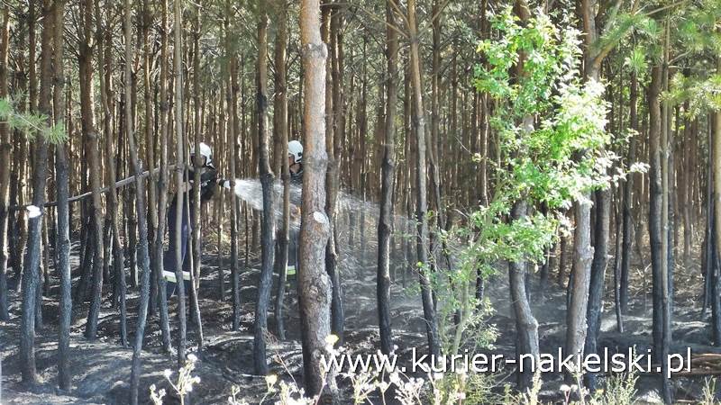 Pożar poszycia leśnego w Rozwarzynie