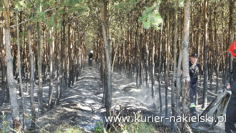 Pożar poszycia leśnego w Rozwarzynie