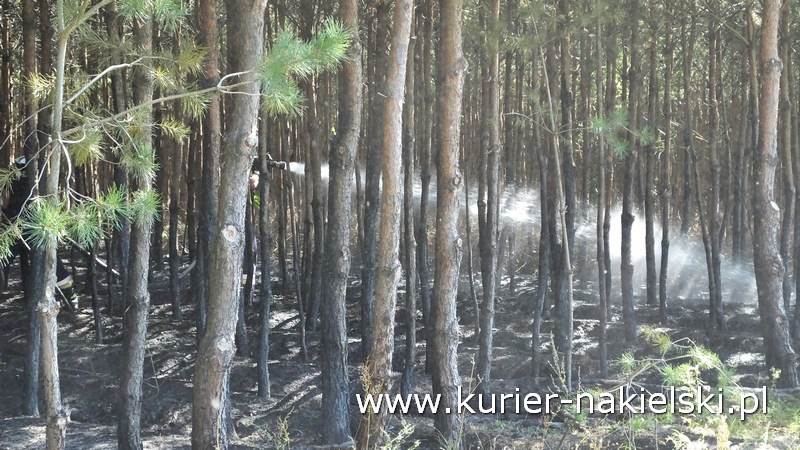 Pożar poszycia leśnego w Rozwarzynie