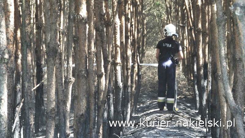 Pożar poszycia leśnego w Rozwarzynie
