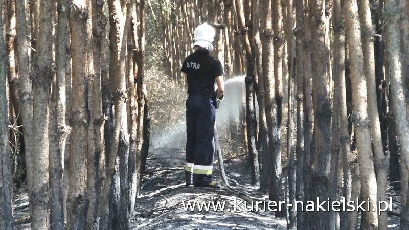 Pożar poszycia leśnego w Rozwarzynie