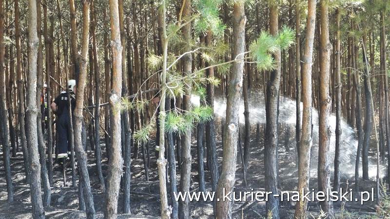 Pożar poszycia leśnego w Rozwarzynie