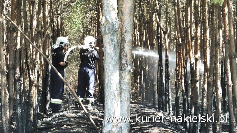 Pożar poszycia leśnego w Rozwarzynie