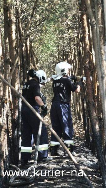 Pożar poszycia leśnego w Rozwarzynie