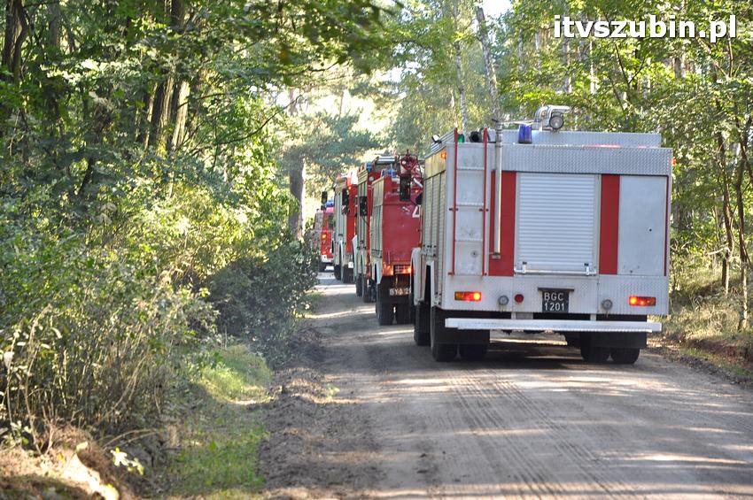Ćwiczenia taktyczne na terenie leśnictwa Gąbin