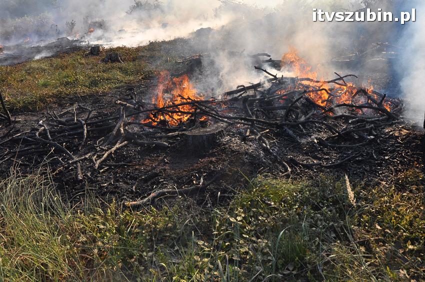 Ćwiczenia taktyczne na terenie leśnictwa Gąbin