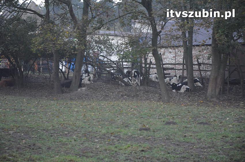 Pożar domu jednorodzinnego w Nowym Świecie