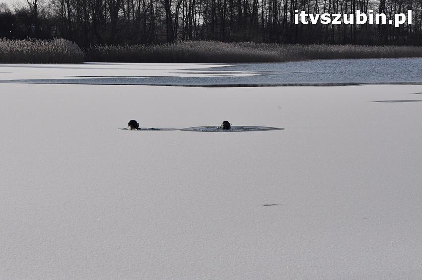 Noworoczne nurkowanie w Wąsoszu