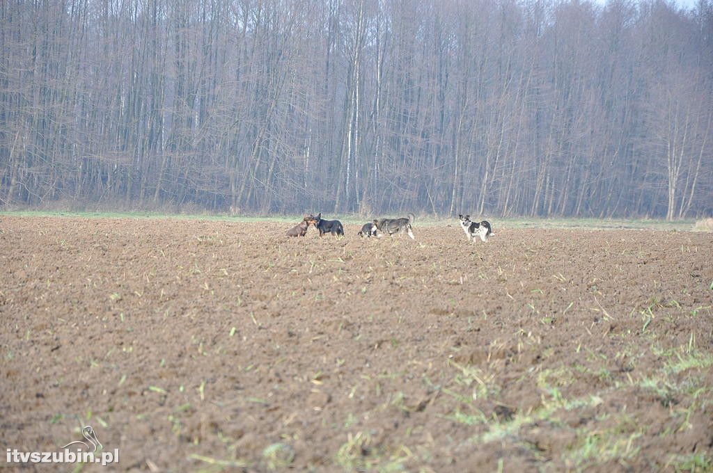 Utrudnienia na DW 246 w miejscowości Szubin Wieś