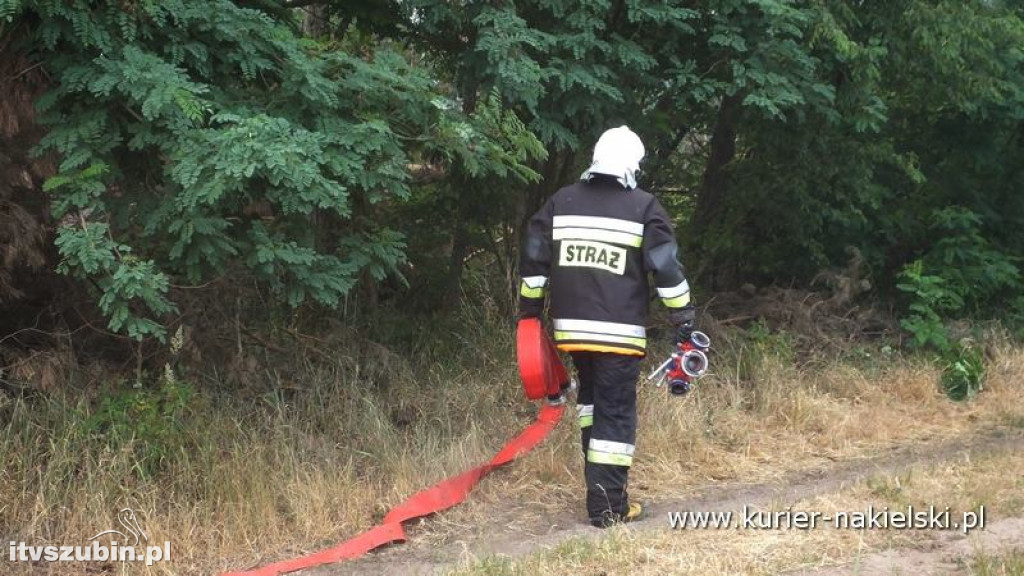 Pożar lasu w Polichnie
