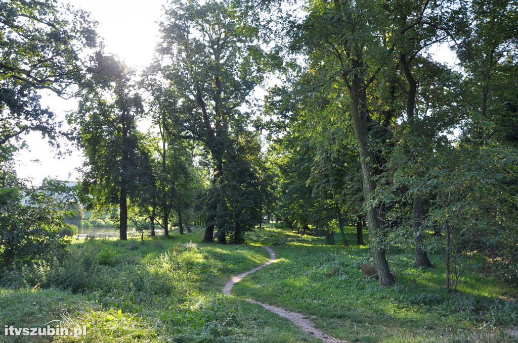 Dżungla przy nakielskiej, sierpień 2018