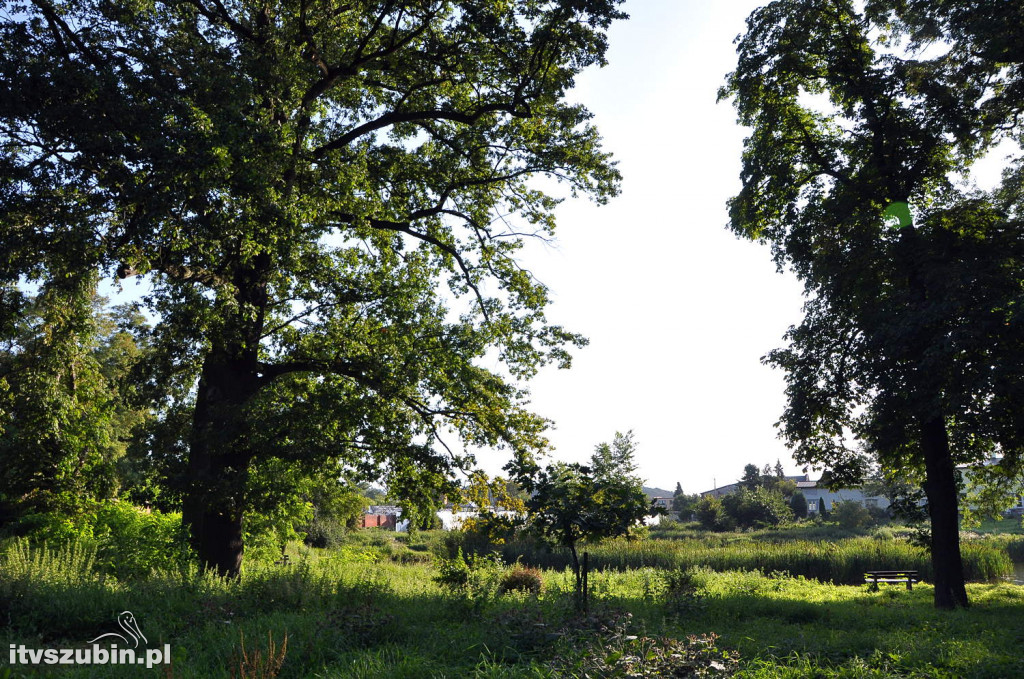 Dżungla przy nakielskiej, sierpień 2018