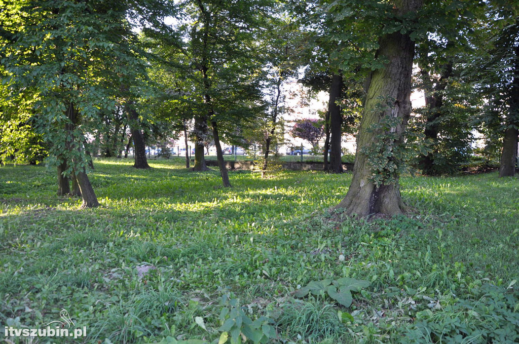 Dżungla przy nakielskiej, sierpień 2018