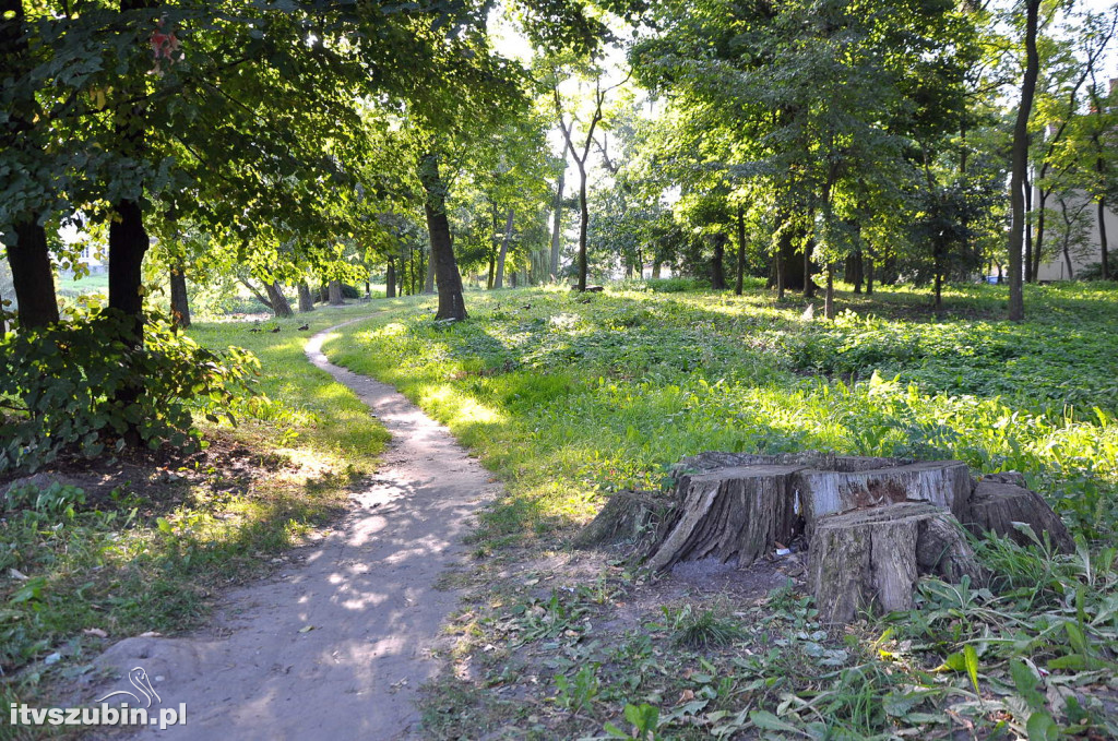 Dżungla przy nakielskiej, sierpień 2018