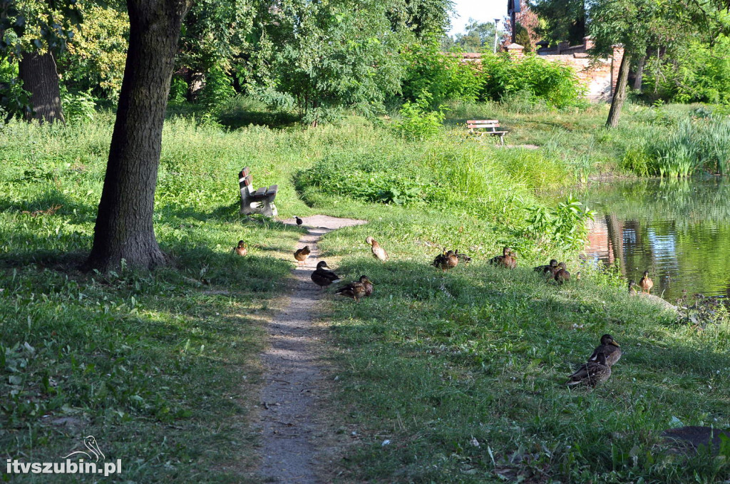 Dżungla przy nakielskiej, sierpień 2018