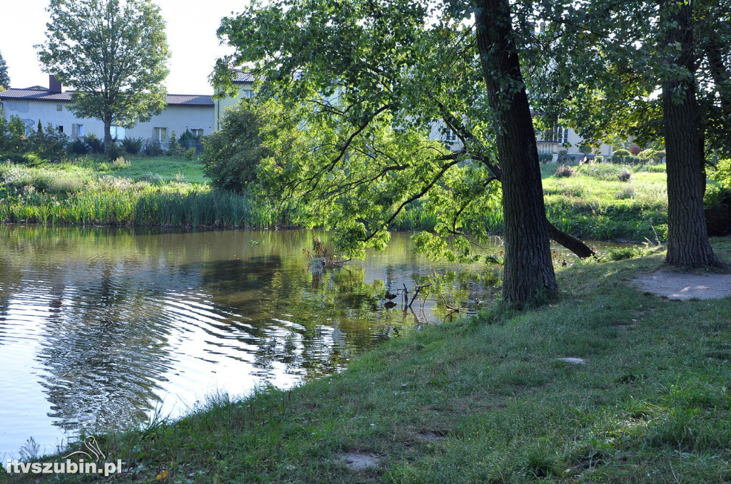 Dżungla przy nakielskiej, sierpień 2018