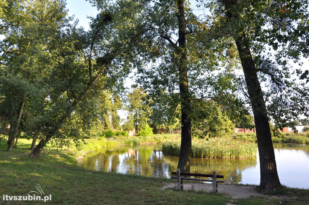 Dżungla przy nakielskiej, sierpień 2018