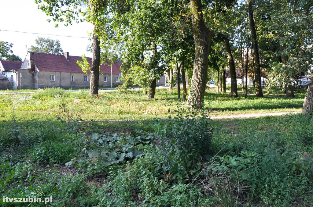 Dżungla przy nakielskiej, sierpień 2018