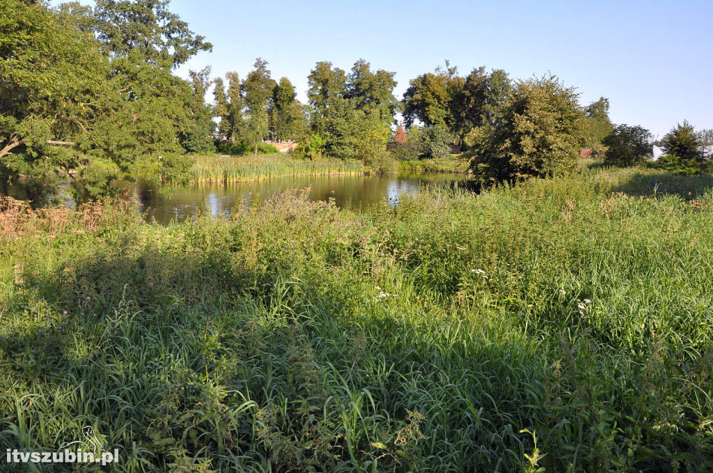 Dżungla przy nakielskiej, sierpień 2018