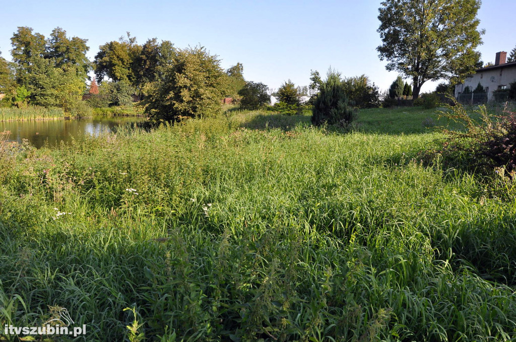 Dżungla przy nakielskiej, sierpień 2018