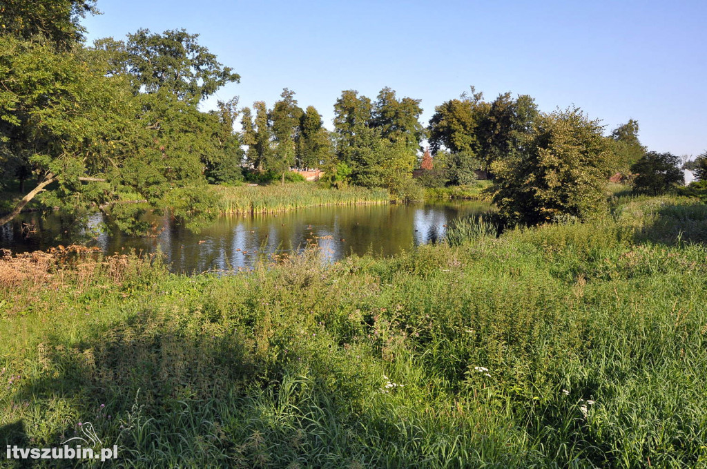 Dżungla przy nakielskiej, sierpień 2018